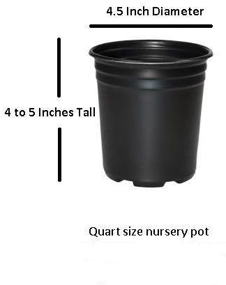 Fragrant Princess Dwarf Tea Olive ( 'Kaori Hime' osmanthus ) - Live Plant - Quart Pot