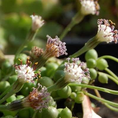 4" String of Pearls, Live Trailing Succulent Fully Rooted in Pots with Soil Mix, Rare House Plant for Home Office Wedding Hanging Decoration, DIY Projects, Party Favor