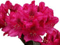 Nova Zembla Red Rhododendron - Live Plant - Trade Gallon Pot