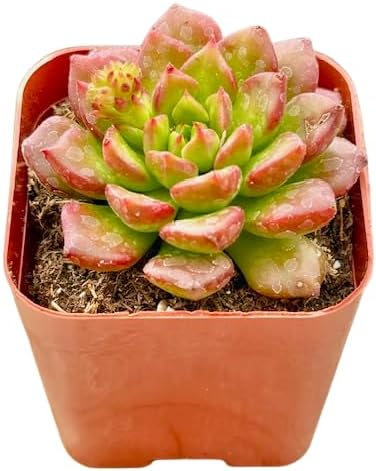 2" Sedeveria Letizia Unique Succulents Plants Live, Live Starter Succulent Plants, Easy Care House Plants Rooted in Succulent Soil Mix, by The Succulent Cult