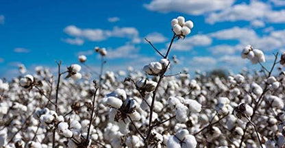 KVITER 25 White Cotton Seeds for Planting (Gossypium hirsutum) – Real Cotton Plant, Cottons Seeds for Growing, Heirloom & Non-GMO Cotton's Plant Seeds for Gardeners – Perfect for Ornamental or Fiber