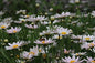 Greenwood Nursery: Live Perennial Plants - Shasta Daisy Becky + Leucanthemum Superbum - [Qty: 10x 3.5 Pots] - (Click for Other Available Plants/Quantities)