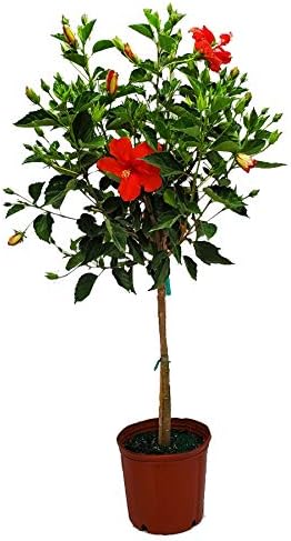 Live Hibiscus Plant - Tropical Flowering Tree Plant - Red President - Overall Height 38" to 44" - Tropical Plants of Florida (Plant Only)