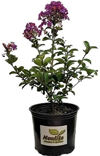 First Editions® Purple Magic Dwarf Crape Myrtle - Live Plant - Full Gallon Pot