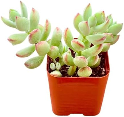 Succulents Plants Live 2" Cotyledon Pendens, Live Mini Succulent Plants, Easy Care House Plants Rooted in Succulent Soil Mix, by The Succulent Cult