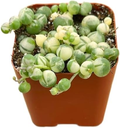 Succulents Plants Live 2" Variegated String of Pearls, Live Mini Succulent Plants, Easy Care House Plants Rooted in Succulent Soil Mix, by The Succulent Cult