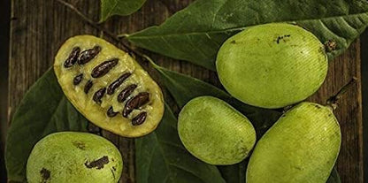 TriStar Plants - American Paw Paw Tree, 1 Gallon Pot - No Ship California - Healthy Established Roots, Pawpaw Fruit, Prairie Banana, Pawpaw Tree, Easy Grow Fruit Tree