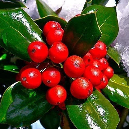 Dwarf Burford Holly - 3 Live Plants - Ilex Burfordi Evergreen Hedge Red Berries Tree Shrub
