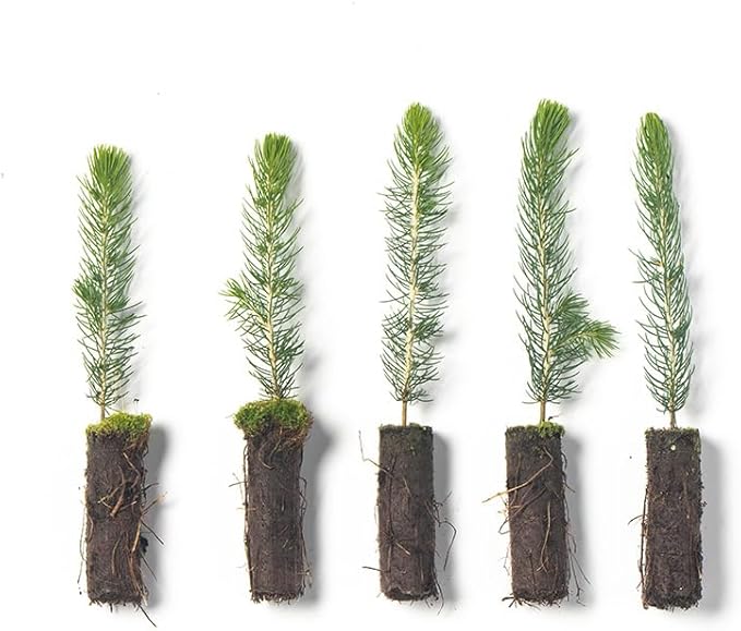 Colorado Blue Spruce Tree Plug Seedlings | 6"-12" | Arbor Day Foundation (5-Pack)