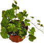 English Ivy Live Plants in 4'' Pot, Hardy Ivy Vine Plant for Trellis, Ground Cover, Live Indoor Houseplants