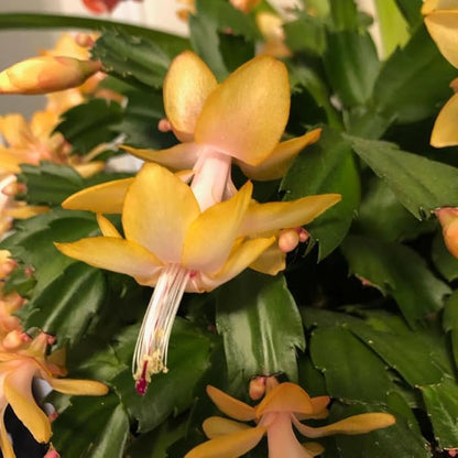 2 Live Yellow Christmas Cactus Plants, Yellow Christmas Cactus Plants Live, 4 to 6 Inch, Bare Root, Perennial Flower Holiday Succulent Plant, No Pot