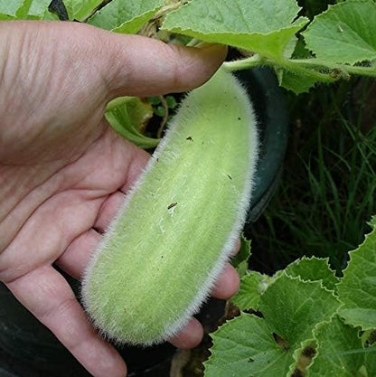Seeds Vegetable Cucamelon (Cross Cucumber and Melon) Vine - 20 Seeds