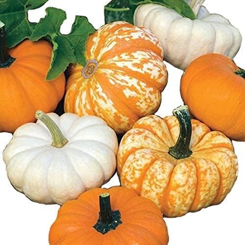 Park Seed Mini Harvest Blend Pumpkin Seeds – Non-GMO Decorative & Edible Miniature Pumpkins in 3 Colors, Space-Saving Powdery Mildew Resistant Varieties, Pack of 25