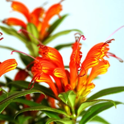 Random Lipstick Plans Live Houseplants in Pot, Aeschynanthus Red Flower Vine Décor Office, Desk Indoor Outdoor Growing