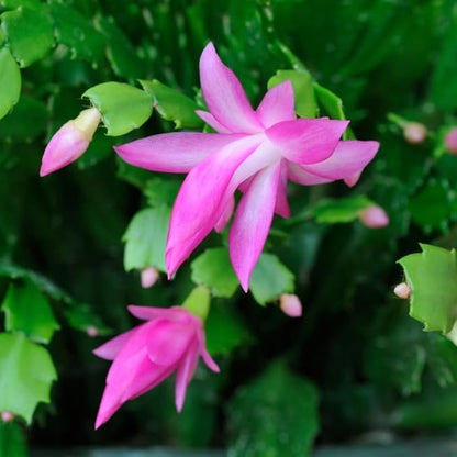 2 Pink Christmas Cactus Plants Live, 4 to 7 Inch Tall Colorful Christmas Cactus, Holiday Flower Houseplant, Indoor Outdoors Easy Care Plants for Home Garden