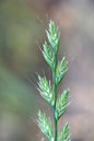 Italian Rye Grass Seeds for Planting - Lolium multiflorum (500 Seeds)