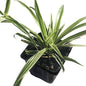 Organic Spider Plant, (Chlorophytum comosum Reverse variegatum) 2.5-inch Pot - aka - Spider Ivy - Hen and Chickens - Ribbon Plant - House Plant