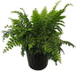 American Plant Exchange Macho Fern 'Giant Sword' – 10-Inch Pot – Live Air Purifying Tropical Fern, Easy Care Foliage Plant for Home, Office, Garden, or Landscape Decor