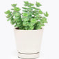 String of Buttons Crassula Perforata (4" Minimalist Pot with Saucer) - Live Healthy Unique Variegated Succulent for Home Office Decoration
