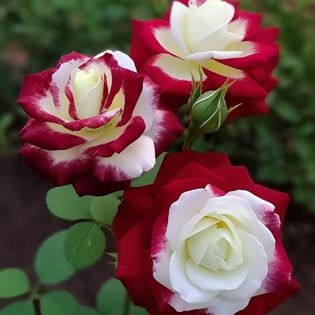 20pcs Rare Twin Red White Rose Flower Seeds for Planting - Captivating Garden Blooms Non GMO Heirloom Garden - Planting Instructions for Easy Grow - Great Gardening Gifts
