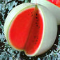 Seeds Watermelon Snow White Giant Heirloom Vegetable for Planting Non GMO