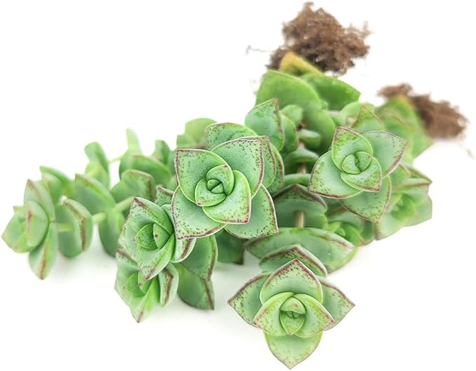 String of Buttons Crassula Perforata (4" Minimalist Pot with Saucer) - Live Healthy Unique Variegated Succulent for Home Office Decoration