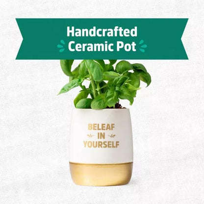 Wellness Grow Kit: Basil