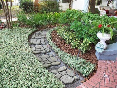 Variegated Asiatic Jasmine | 1 Live 4 Inch Plant | Trachelospermum Asiaticum | Fast Growing Ground Cover, Evergreen Foliage, Low Maintenance Vine, Landscaping Shrub, Drought Tolerant Plant