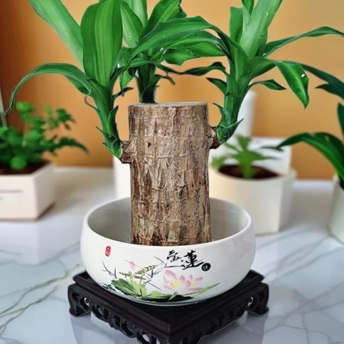 Brazilian Lucky Wood Plant, Brazilian Wood with Energy Crystals, Low-Light Office, Bedroom Decor, Home Good Luck Decor (Little People)