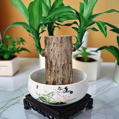 Brazilian Lucky Wood Plant, Brazilian Wood with Energy Crystals, Low-Light Office, Bedroom Decor, Home Good Luck Decor (Little People)