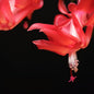 TriStar Plants - Thanksgiving Cactus - 4" inch Pot, Fasle Christmas Cactus, Easter Cactus, Holiday Plant, Winter Flowers, Christmas Plants, Winter Blooms (Caribbean Dancer)