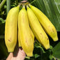 Rare Banana Plant Live for Planting, Banana Trees Live Plants for Outdoor Indoor Planting, Cold Hardy, 4-7" in Tall, No Pot, Musa Plant