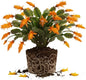 Orange Christmas Cactus Plant, 3-6" Tall Colorful Holiday Cactus Houseplant Easy Care Tropical Flowering Succulent Live Plants, Well Rooted, No Pot