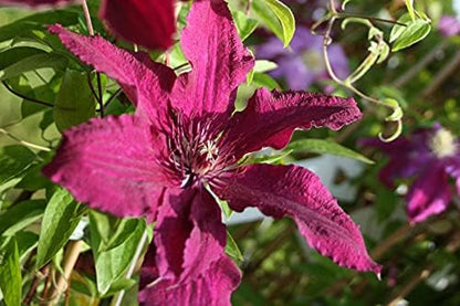 Clematis Cardinal Wyszynski Vine - 5 Live Plants in 4 Inch Growers Pots - Clematis 'Cardinal Wyszynski' - 2 Years Old Ready to Be Planted - Bold and Beautiful Crimson Flowering Vine