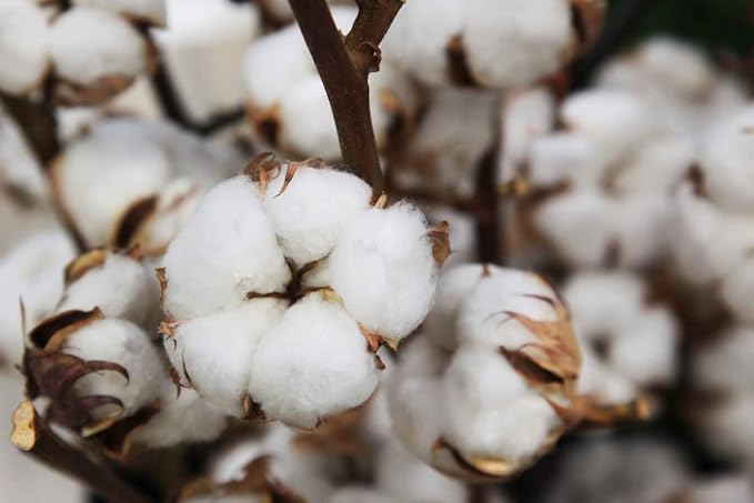 KVITER 25 White Cotton Seeds for Planting (Gossypium hirsutum) – Real Cotton Plant, Cottons Seeds for Growing, Heirloom & Non-GMO Cotton's Plant Seeds for Gardeners – Perfect for Ornamental or Fiber