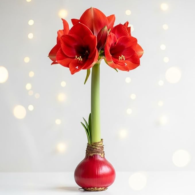 Red Waxed Amaryllis Bulb for Growing Indoors – No Watering or Soil Needed - Live Holiday Gift Plant - Easy Care - Christmas Office Gift Exchange Idea - Favorite Things Party