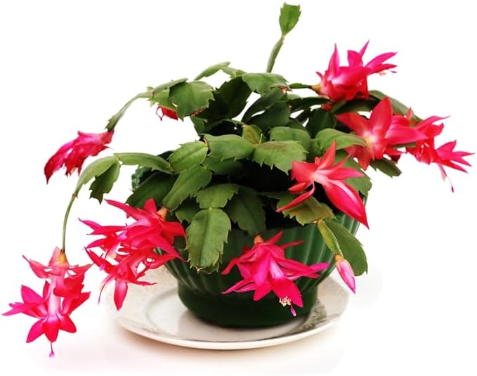 Thanksgiving Cactus Live Plant in 4" Pot, Holiday Christmas Cactus Plants Live, Winter Bloom, Indoor Planting, Ready to Blooms (Red)