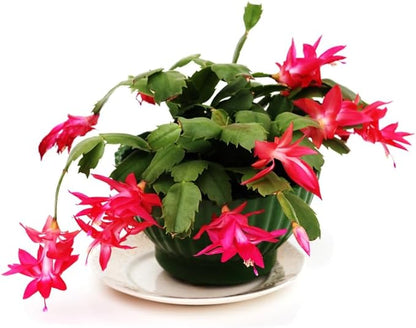 Thanksgiving Cactus Live Plant in 4" Pot, Holiday Christmas Cactus Plants Live, Winter Bloom, Indoor Planting, Ready to Blooms (Red)