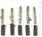 Colorado Blue Spruce Tree Plug Seedlings | 6"-12" | Arbor Day Foundation (5-Pack)