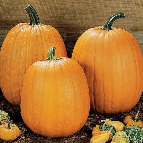 Park Seed Howden Pumpkin Seeds – Non-GMO, Classic Deep Orange Pumpkins for Carving & Display, High-Yielding Plants, 20–30 lb Fruits, Ribbed Halloween Favorite, Pack of 25