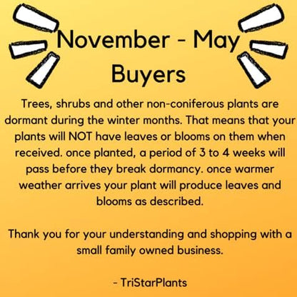 TriStar Plants - Eastern Redbud Tree, 1 Gallon Pot -