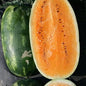 Melon Seeds for Planting (10 Seeds) - Grow Your Own Food (Orange Watermelon)
