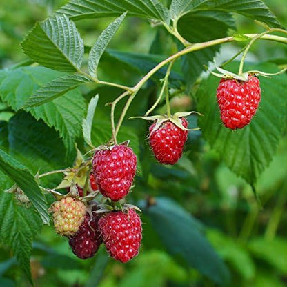COHO Red Raspberry (Rubus) - Starter Plant (7L) (1 Live Plant)