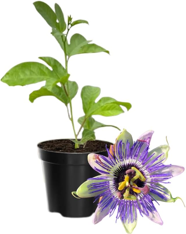 Passion Flower Plant Live, 5 to 8 Inch Tall Passiflora Vine, Fragrant Climbing Plant for Garden or Trellis, No Pot, Well-Rooted (Blue Passion Flower)