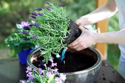 Gardenera Lavender Planting Mix - Promote Healthy Root Development and Aromatic Flowers - 4 QUARTS