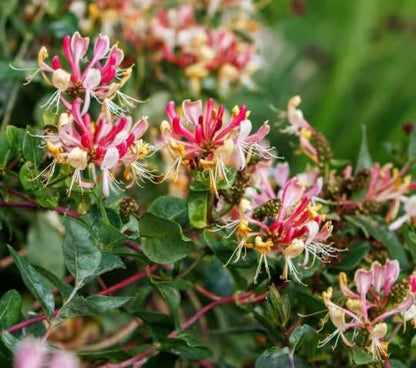 2 Fragrant Cloud Pink Honeysuckle in 3.5 inch Pot
