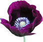 Purple Grape Poppy Seeds - Tall Poppy with Black Markings - 3000 Seeds