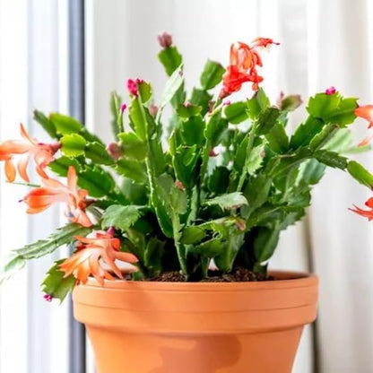 True Thanksgiving Cactus Plant Live in 4" Pot, Ready to Bloom, Holiday Christmas Cactus Plants Live, Vibrant Blooms (Peachy Yellow)