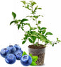 Top Hat Blueberry Plant Live for Planting, 4-8 Inch Tall Starter Plant, Hardy Blueberry Bush for Garden or Patio