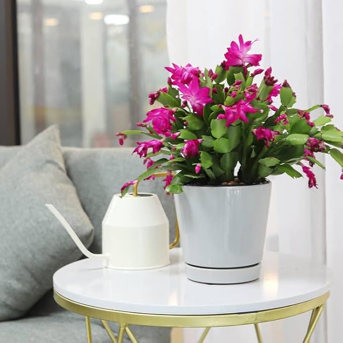 Christmas Cactus Thanksgiving Cactus (4 inch + Minimalist Pot) - Red/Pink/White Zygocactus - Holiday Decorating with Cacti and Succulents - Christmas Gift Ideas 2025